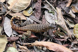 Northern curly-tailed lizard