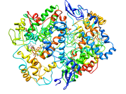 Cicloxigenase-2