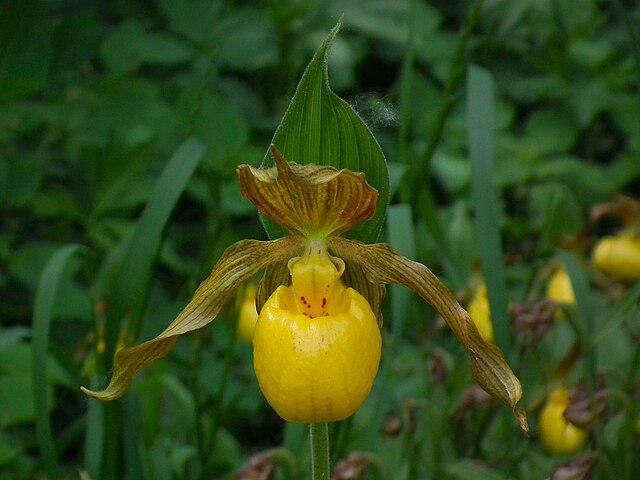 File:Cypripedium_pubescens_MLA.jpg