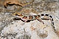 Cyrtodactylus samroiyot, Sam Roi Yot bent-toed gecko - Khao Sam Roi Yot National Park (35827992064).jpg