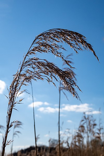 File:Dülmen, Börnste, Fischteiche, Schilfgras -- 2020 -- 0197.jpg