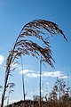 * Nomination Reed grass at the fish ponds in the Börnste hamlet, Kirchspiel, Dülmen, North Rhine-Westphalia, Germany --XRay 03:40, 17 April 2020 (UTC) * Promotion  Support Good quality. --Podzemnik 03:48, 17 April 2020 (UTC)