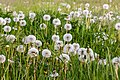 * Nomination Dandelions on a fallow field (Bügelmanns Reit) in Hausdülmen, Dülmen, North Rhine-Westphalia, Germany --XRay 03:48, 25 May 2022 (UTC) * Promotion  Support Good quality -- Johann Jaritz 03:52, 25 May 2022 (UTC)