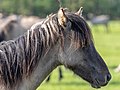 * Nomination Dülmen wild horses at the wild horse track in Merfeld, Dülmen, North Rhine-Westphalia, Germany --XRay 03:50, 10 May 2023 (UTC) * Promotion  Support Good quality -- Johann Jaritz 04:22, 10 May 2023 (UTC)