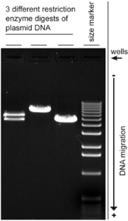 Thumbnail for Agarose gel electrophoresis