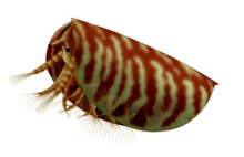 Reconstruction of Dabashanella Dabashanella sp.png