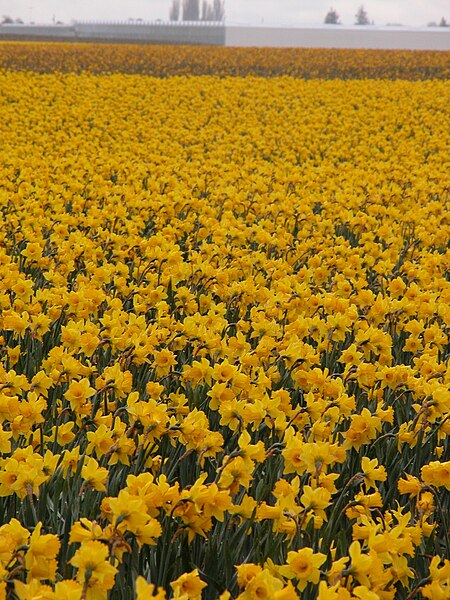 File:Daffodil field in Northern Washington.jpg