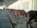 Dairy Project at Kasturbagram Rural Institute, Indore.jpg
