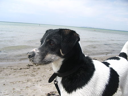 Danish Swedish Farmdog.jpg