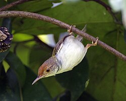 Dark-necked Tailorbird (Orthotomus atrogularis).jpg