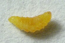 Dasineura carbonaria larva.jpg