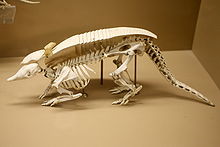 Dasypus skeleton.jpg
