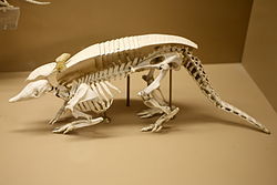 Uno scheletro di armadillo lascia ben osservare la bizzarra anatomia e le vertebre modificate.