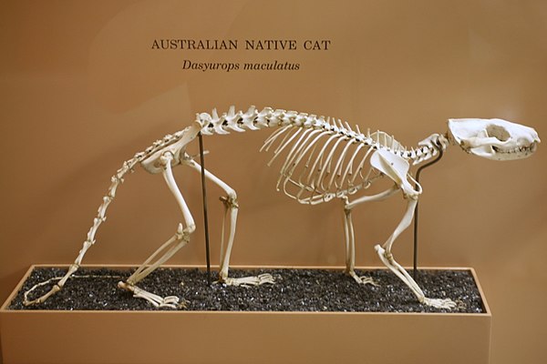Skeleton of a tiger quoll (Dasyurus maculatus). The proportionately thicker bones in the elephant are an example of allometric scaling