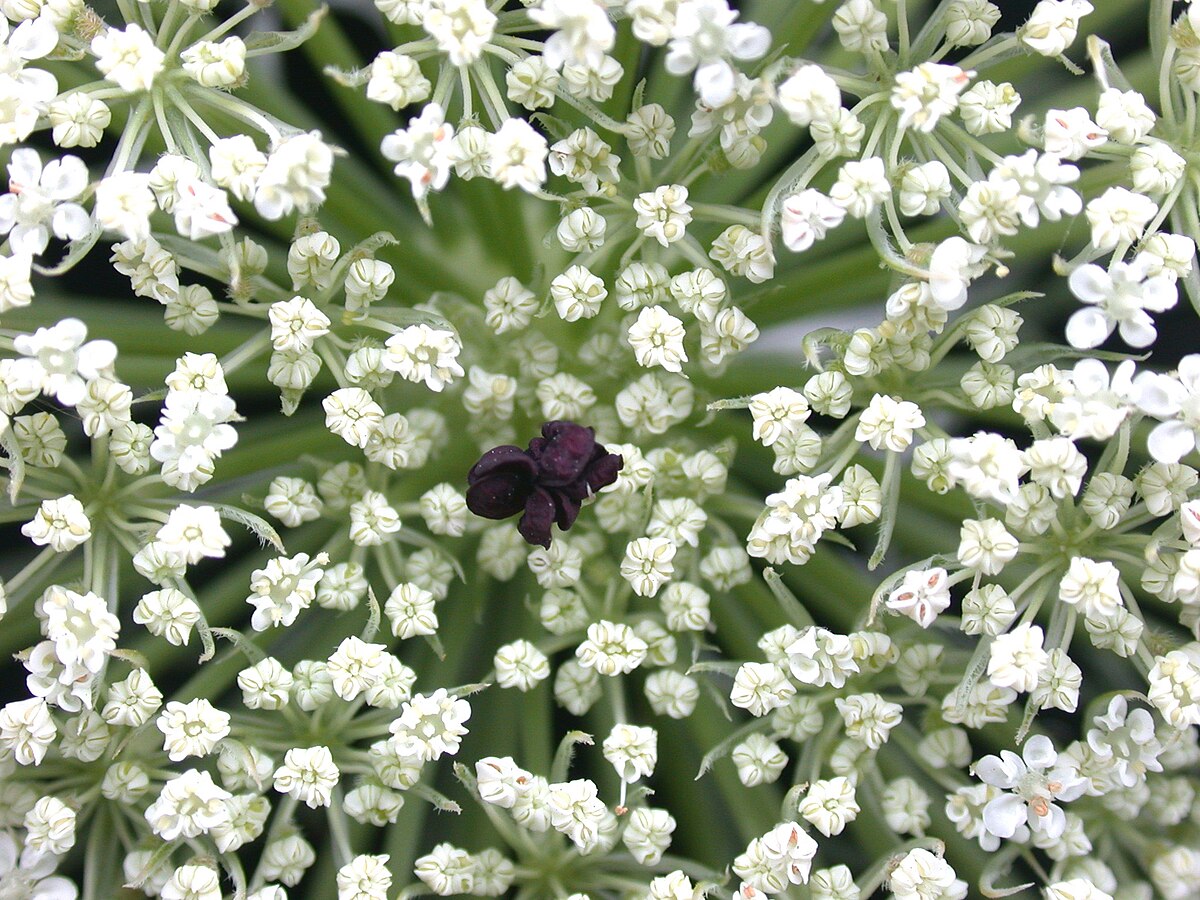 РђРјРјРё Daucus carota dara