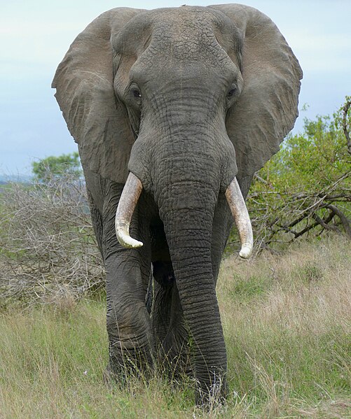 File:Day 32 Savanna Elephant (Loxodonta africana) bull coming too close for comfort ... (53278635756).jpg