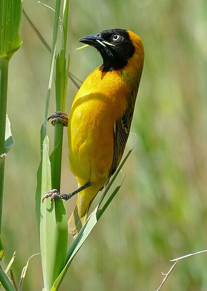 File:Day 59 Lesser Masked Weaver (Ploceus intermedius) male ... (53336498257).jpg