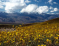 Death Valley'in çiçeklenmiş hali