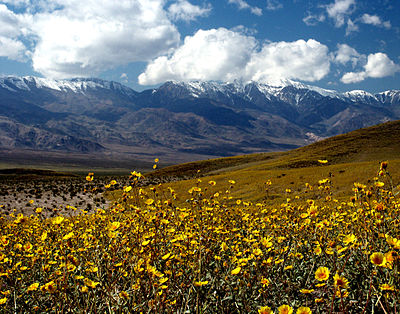 Wildflowers blooming in Death Valley after a wet winter
