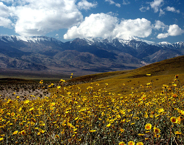 Inyo County California Wikipedia   640px Death Valley Gerea Canescens 