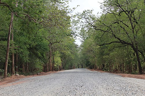 Forest in Sitanadi Wildlife Sanctuary