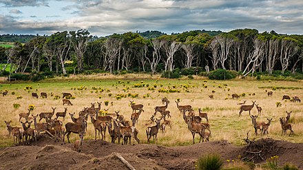 Red Deer Wikiwand