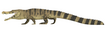 Deinosuchus riograndensis.png
