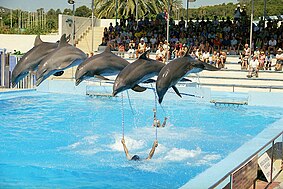 Delfinarium Mallorca, 2006