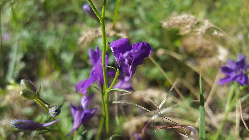 File:Delphinium polycladon 003.jpg