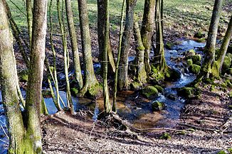 Der Hellgraben bei Steinau