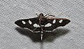 Desmia funeralis – Grape Leaffolder Moth (14747446051).jpg