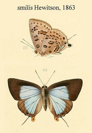 <i>Deudorix smilis</i> Species of butterfly