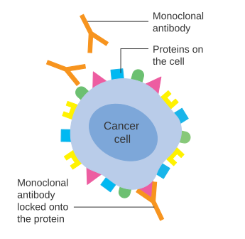 File:Diagram showing a monoclonal antibody attached to a cancer cell CRUK 070.svg