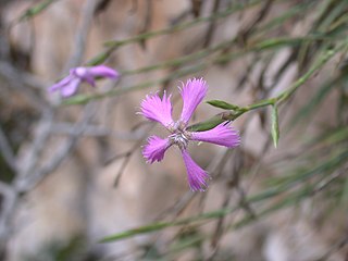 <i>Dianthus pendulus</i> Species of plant in the family Caryophyllaceae