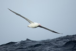 <span class="mw-page-title-main">Antipodean albatross</span> Species of bird