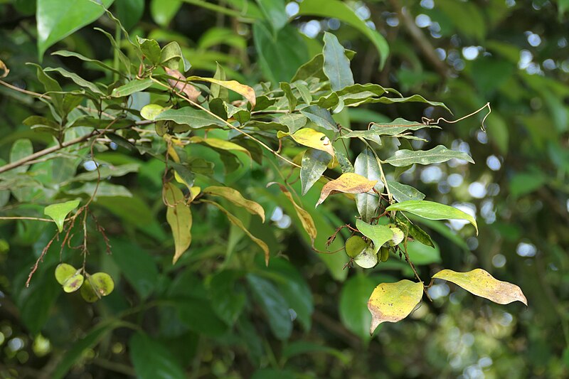 File:Dioscorea oppositifolia L. (53488474778).jpg