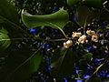 Diospyros virginiana - American Persimmon 3.jpg