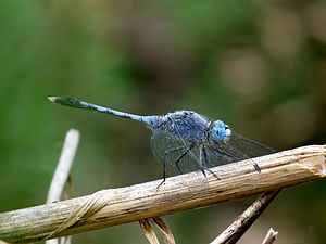 Ground Skimmer Diplacodes trivialis adult male