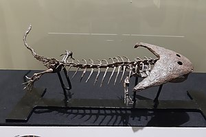 Lepospondyli