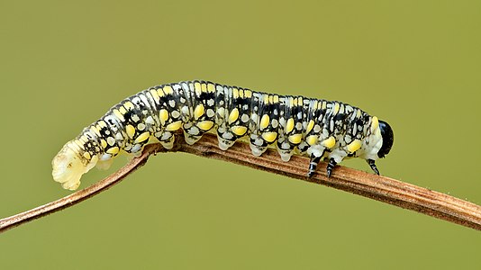 Diprion similis larva (Introduced Pine Sawfly larva)