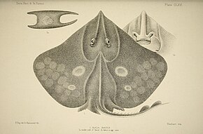 Descripción de la imagen del Dipturus pullopunctatus.jpg.