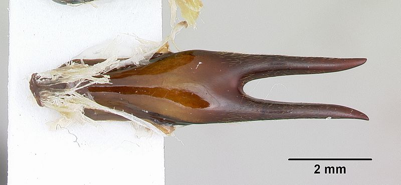 File:Dorylus nigricans casent0172641 dorsal 2.jpg