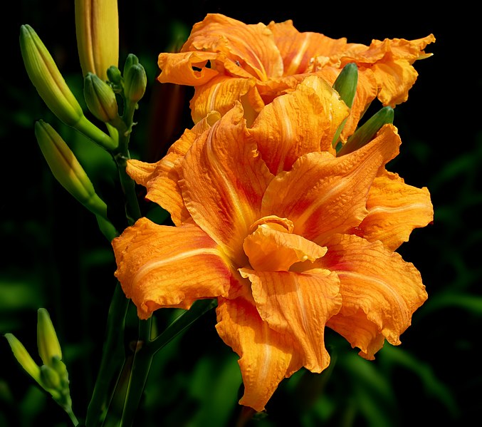 File:Double daylily -- Hemerocallis fulva.jpg