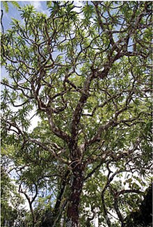 Dracaena kaweesakii from below.jpg