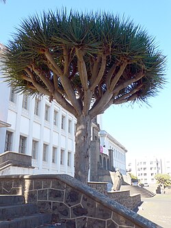 Draketre utenfor universitetet i La Laguna på Tenerife