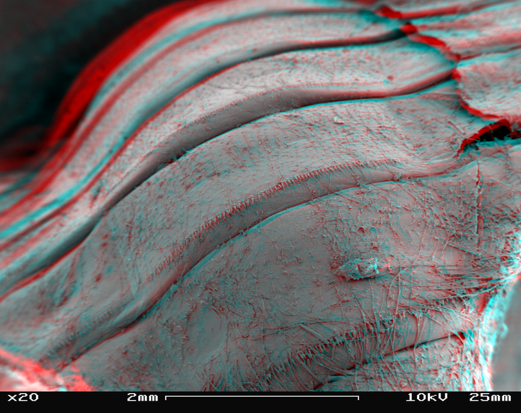 File:Dragonfly larva skin SEM stereo 20x c.png