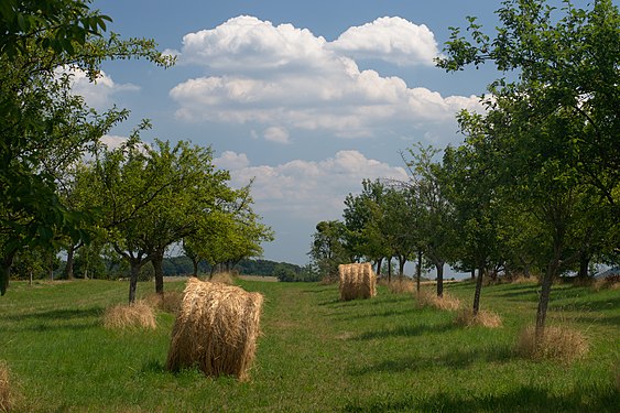 Meadow orchard with hay bales at the druid path near Niedaltdorf, Germany.https://www.facebook.com/sudacacia/posts/136012557744302?__tn__=K-R