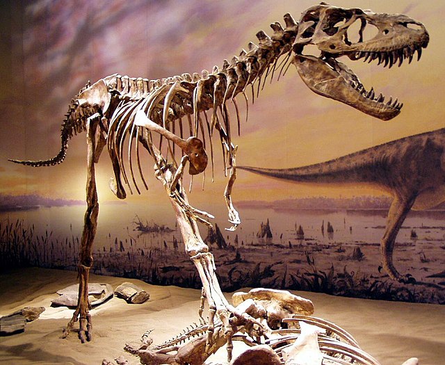 Albertosaurus skeleton.