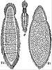 EB1911 Mesozoa - Rhopalura giardii.jpg