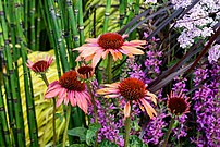 Echinacea purpurea 'Sundown'.jpg